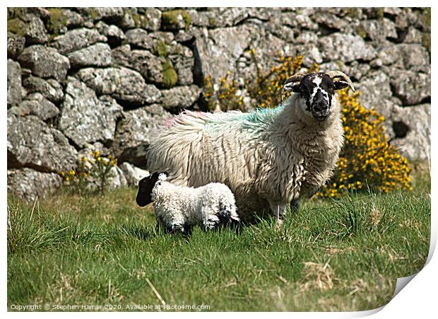 Sheep & Lamb Print by Stephen Hamer