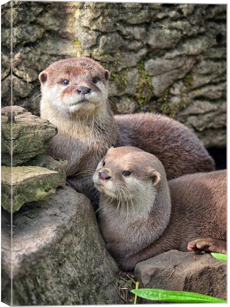 Otters. Canvas Print by Jason Connolly