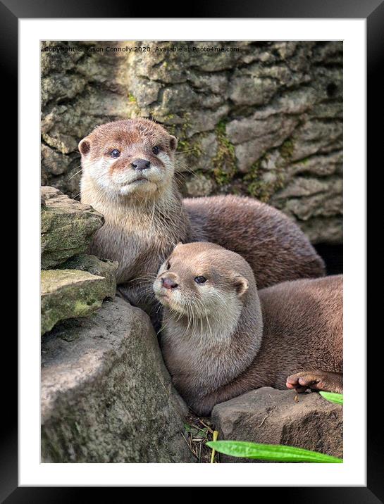 Otters. Framed Mounted Print by Jason Connolly