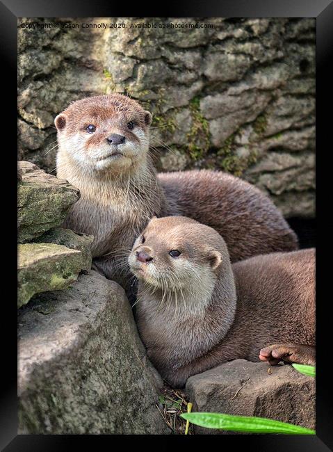 Otters. Framed Print by Jason Connolly