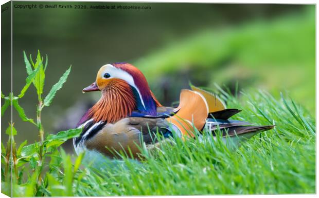 Mandarin duck resting by water Canvas Print by Geoff Smith