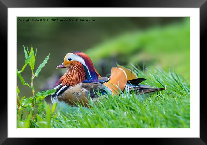 Mandarin duck resting by water Framed Mounted Print by Geoff Smith