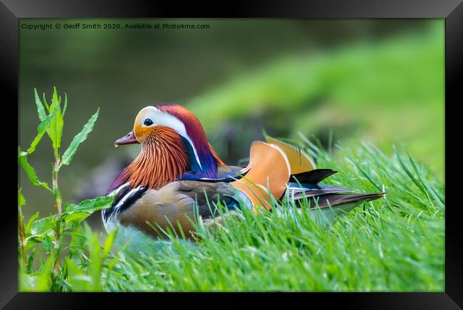 Mandarin duck resting by water Framed Print by Geoff Smith