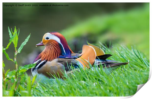 Mandarin duck resting by water Print by Geoff Smith