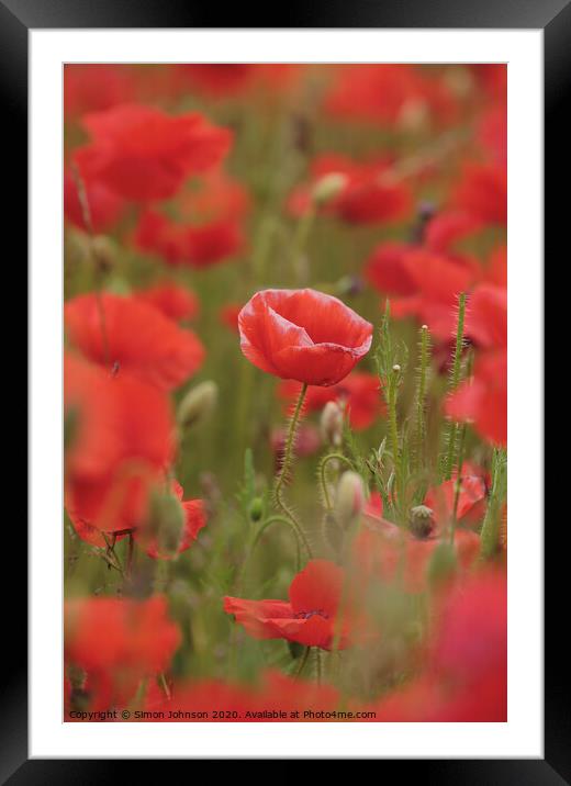 poppy close up Framed Mounted Print by Simon Johnson