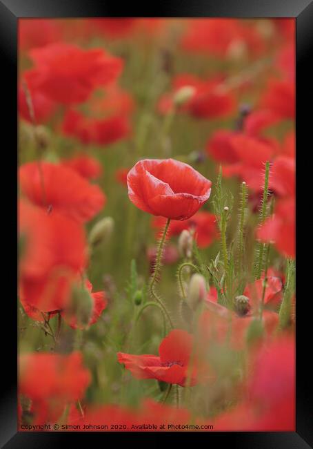 poppy close up Framed Print by Simon Johnson