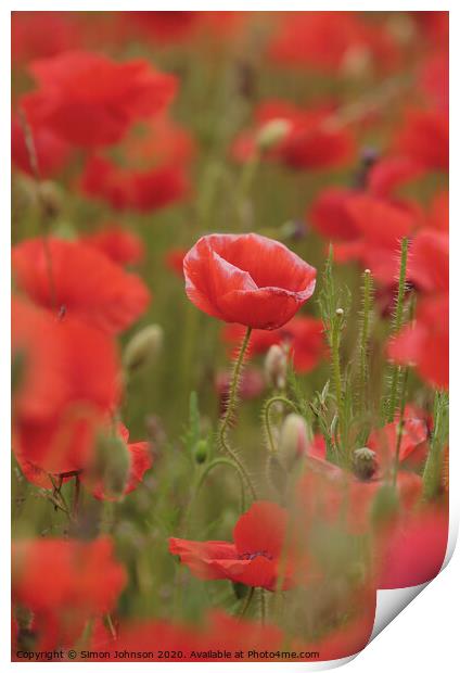 poppy close up Print by Simon Johnson