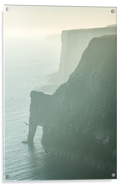 Gannets at Bempton Cliffs, North Yorkshire Acrylic by Andrew Kearton