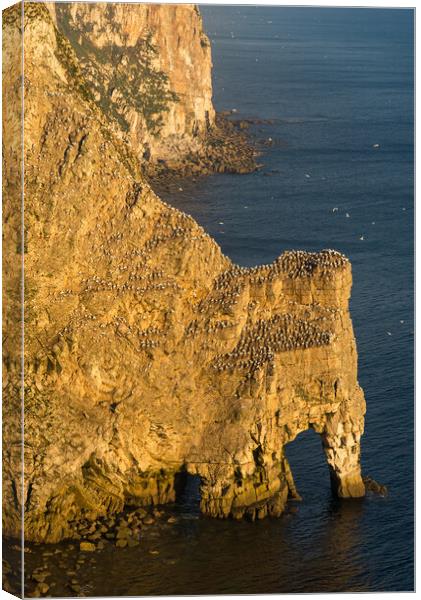 Gannets at Bempton Cliffs, North Yorkshire Canvas Print by Andrew Kearton