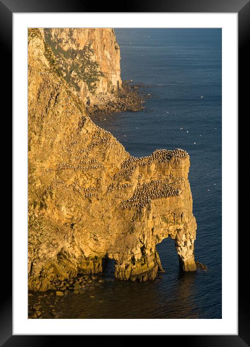 Gannets at Bempton Cliffs, North Yorkshire Framed Mounted Print by Andrew Kearton