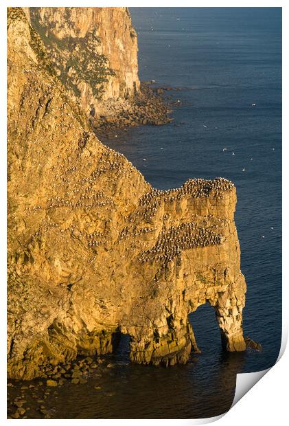 Gannets at Bempton Cliffs, North Yorkshire Print by Andrew Kearton