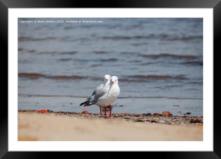 Two seagulls. Framed Mounted Print by Boris Zhitkov