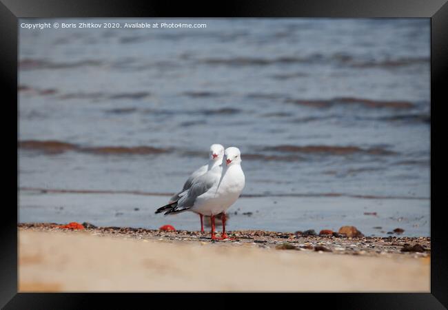 Two seagulls. Framed Print by Boris Zhitkov