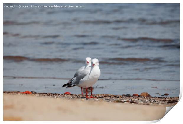 Two seagulls. Print by Boris Zhitkov