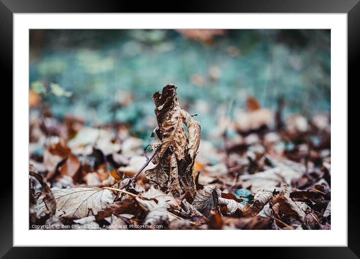 leaf stacked on the forest floor Framed Mounted Print by Ben Delves