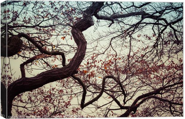 Branches and sky Canvas Print by Ben Delves