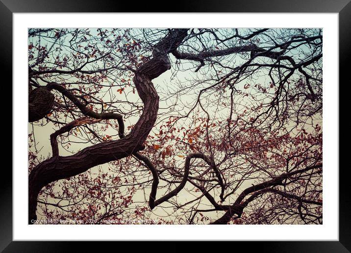 Branches and sky Framed Mounted Print by Ben Delves