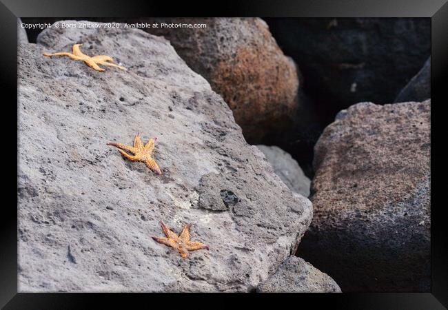 Three starfish on a stone. Framed Print by Boris Zhitkov