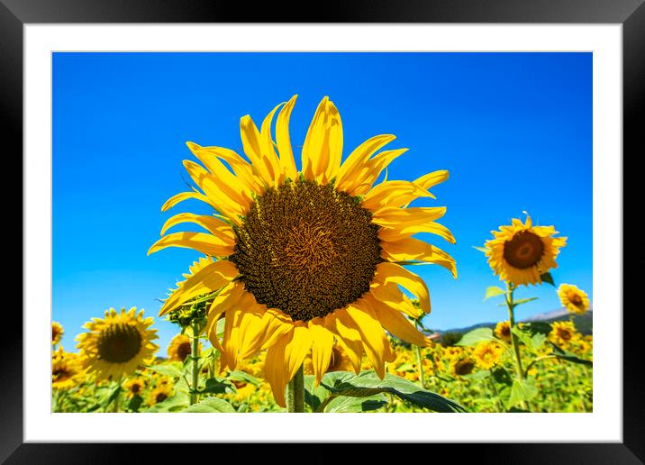 Sunflowers Framed Mounted Print by Perry Johnson