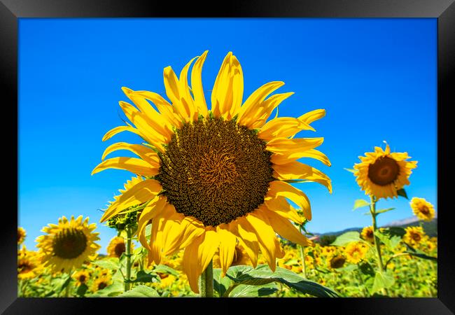 Sunflowers Framed Print by Perry Johnson