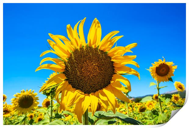 Sunflowers Print by Perry Johnson