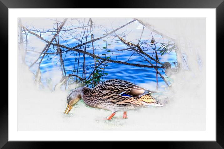 Majestic Mallard on the Hunt Framed Mounted Print by Beryl Curran