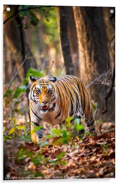 Tiger Prowling Acrylic by Graham Prentice