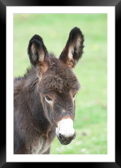Little Donkey Framed Mounted Print by Dawn O'Connor