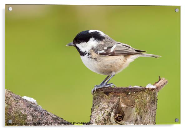 Little coal tit wild bird perched on a wooden stum Acrylic by Simon Bratt LRPS