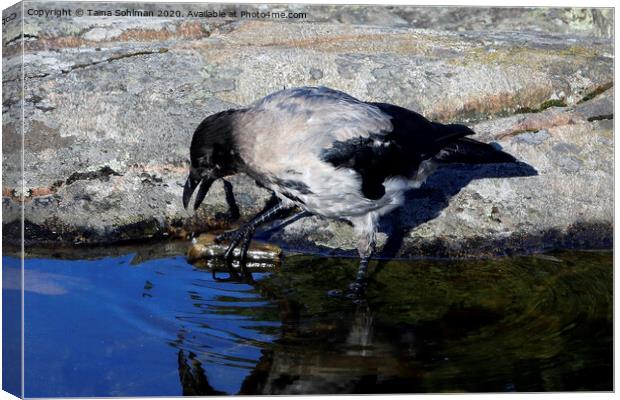 Young Hooded Crow Exploring a Piece of Wood Canvas Print by Taina Sohlman