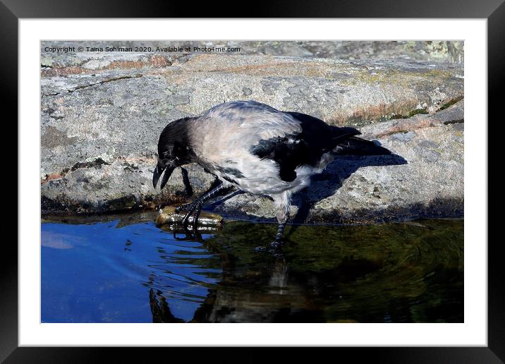 Young Hooded Crow Exploring a Piece of Wood Framed Mounted Print by Taina Sohlman