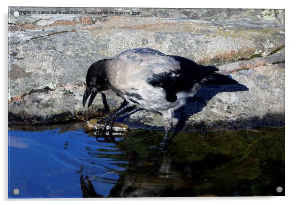 Young Hooded Crow Exploring a Piece of Wood Acrylic by Taina Sohlman