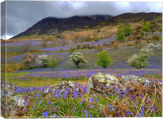 Bluebells on Rannerdale Canvas Print by Doug Burke