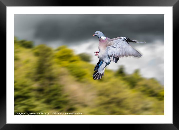 Dramatic Wood Pigeon Flying Framed Mounted Print by Geoff Smith