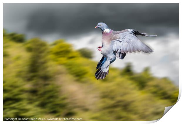 Dramatic Wood Pigeon Flying Print by Geoff Smith