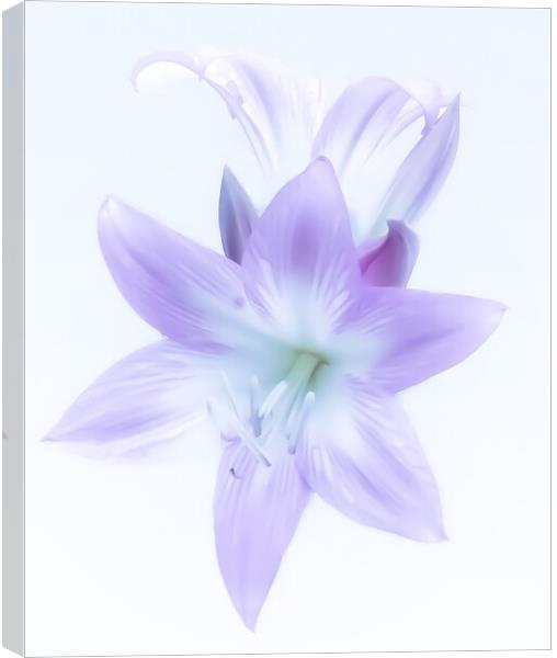 Ethereal Lilac Lily Canvas Print by Beryl Curran