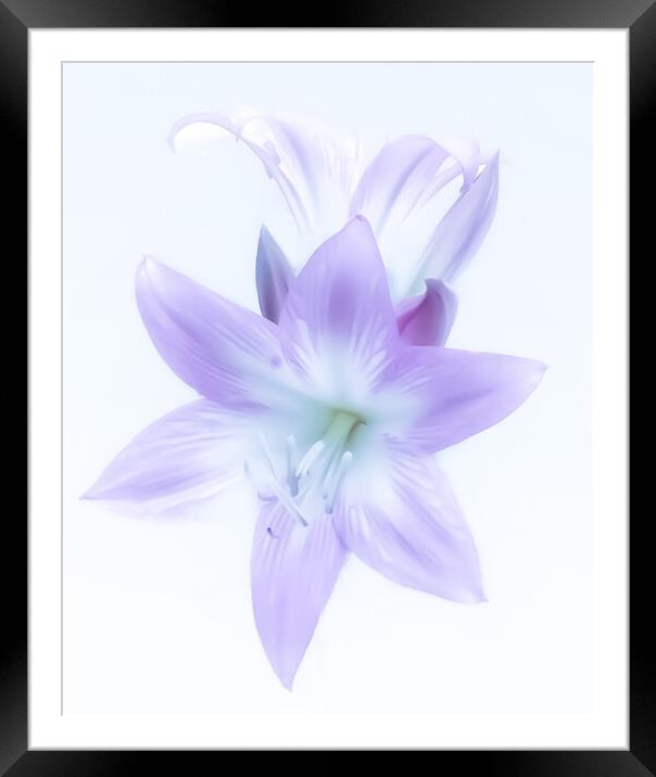 Ethereal Lilac Lily Framed Mounted Print by Beryl Curran