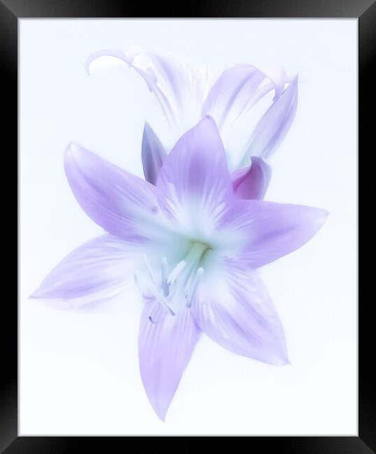 Ethereal Lilac Lily Framed Print by Beryl Curran