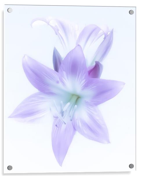 Ethereal Lilac Lily Acrylic by Beryl Curran