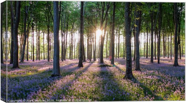 Bluebells at Sunset Canvas Print by mark lakeman