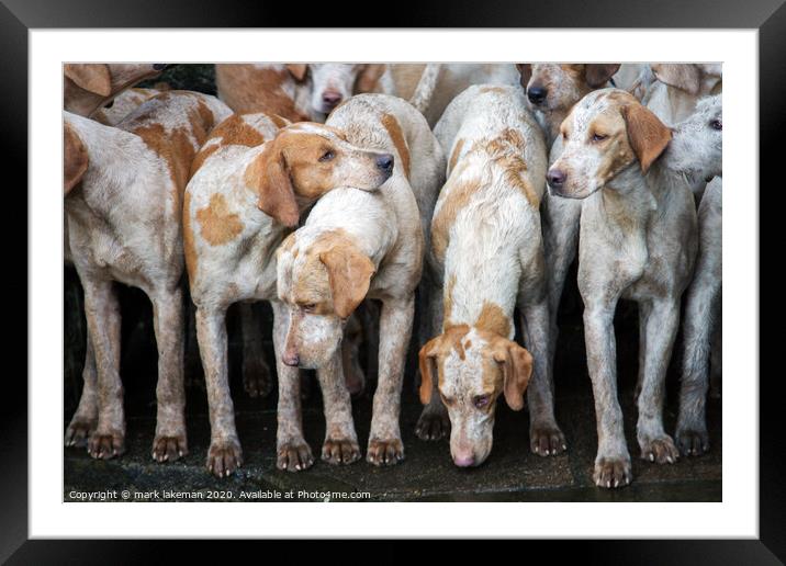 Foxhounds on Dartmoor Devon Framed Mounted Print by mark lakeman