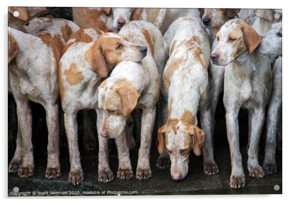 Foxhounds on Dartmoor Devon Acrylic by mark lakeman
