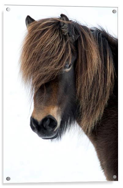 Icelandic Horse Portrait Acrylic by mark lakeman
