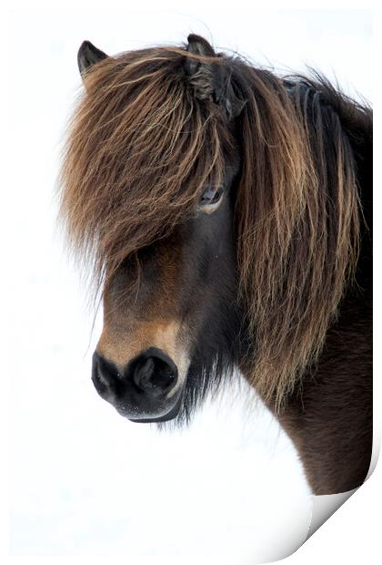 Icelandic Horse Portrait Print by mark lakeman