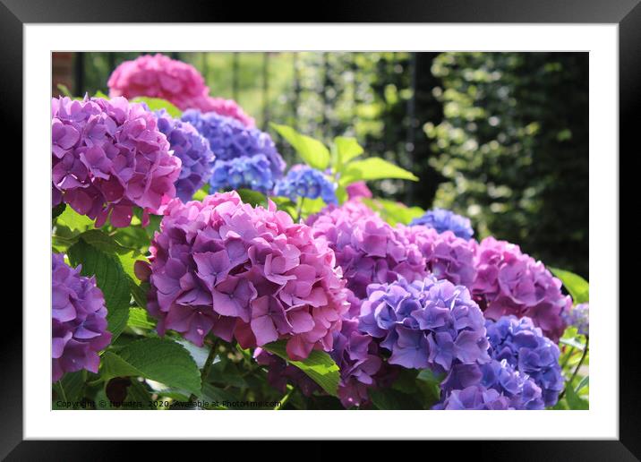 Pink and Blue Hydrangea Flowers Framed Mounted Print by Imladris 
