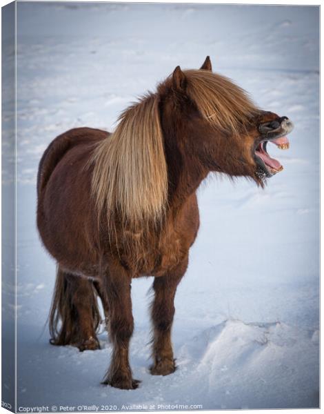 The Laughing Pony Canvas Print by Peter O'Reilly