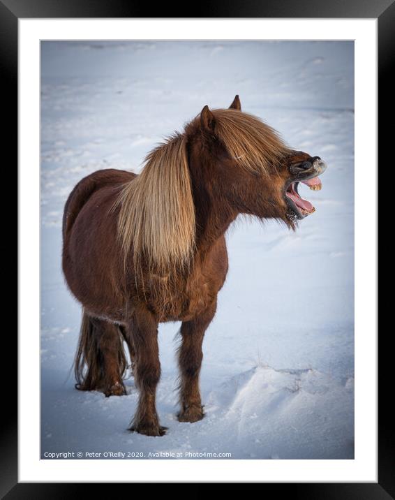 The Laughing Pony Framed Mounted Print by Peter O'Reilly