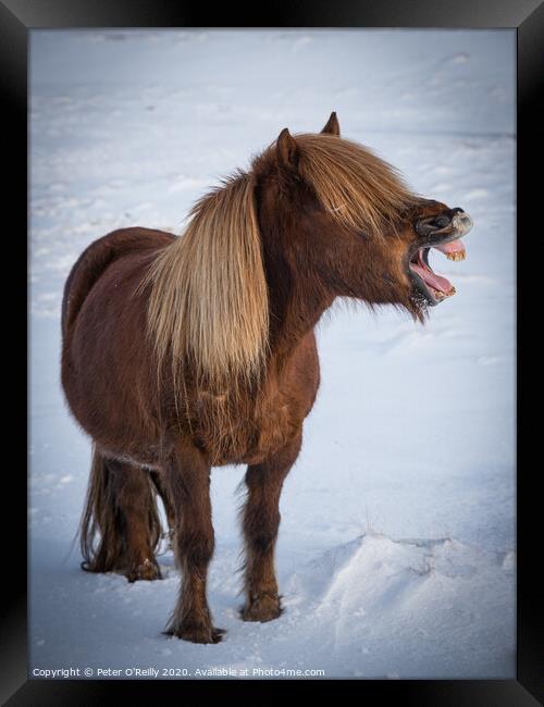 The Laughing Pony Framed Print by Peter O'Reilly