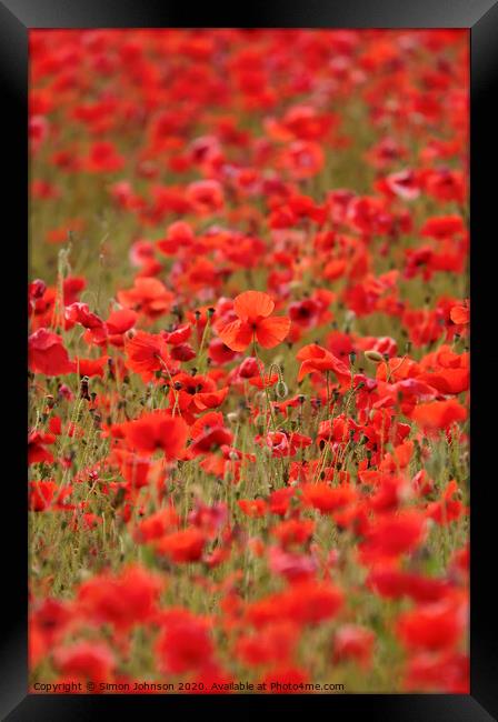 Stand out poppy Framed Print by Simon Johnson