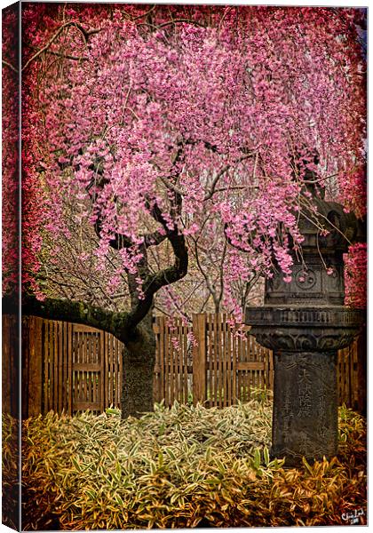 An Asian Spring Garden Canvas Print by Chris Lord